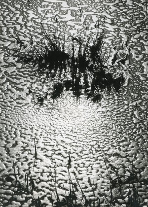 Lucien Clergue, Marsh, Camargue, 1965