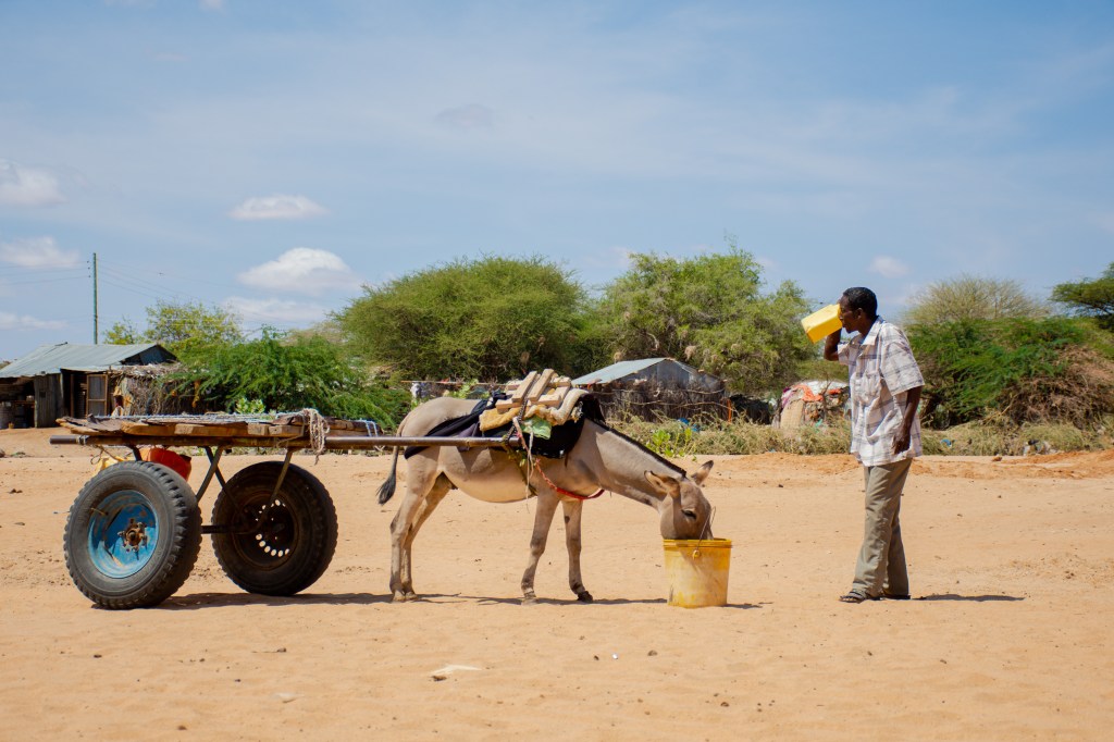 A man drinks from a yellow container beside a donkey drinking from a yellow bucket.
