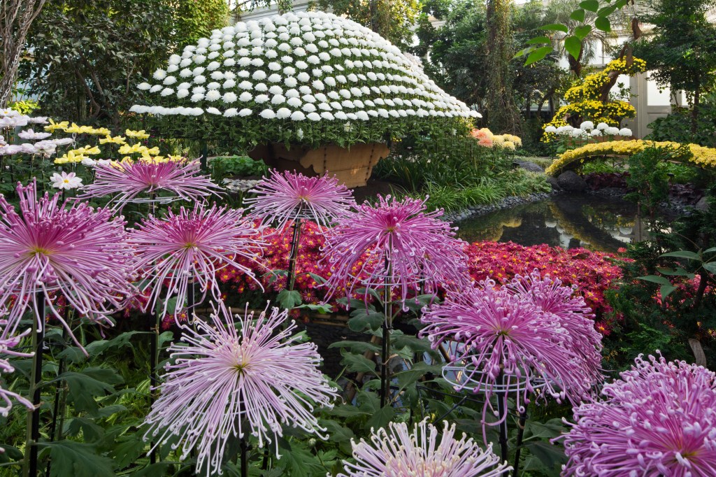 Purple spider chrysanthemums and a large dome of white chrysanthemums at a New York Botanical Garden Kiku exhibition